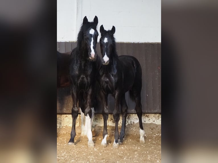 Oldenburger Hengst 1 Jahr 167 cm Rappe in Bramsche