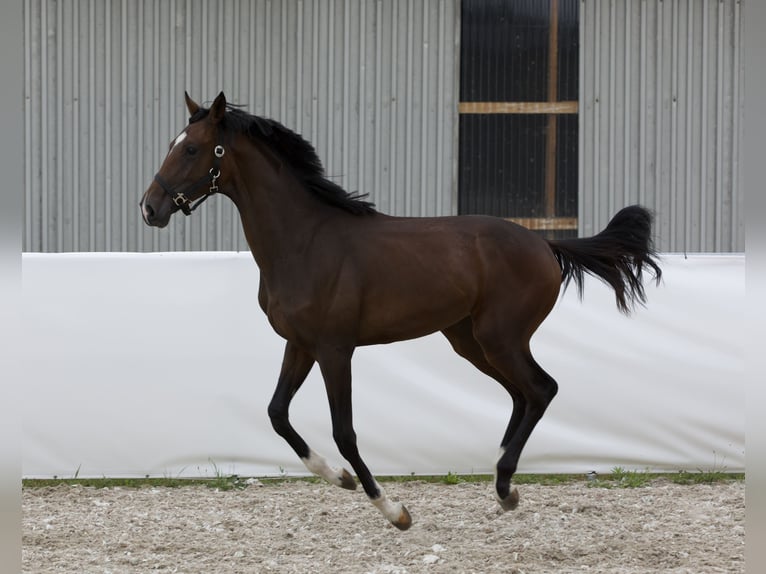 Oldenburger Hengst 1 Jahr 168 cm Dunkelbrauner in Belgern