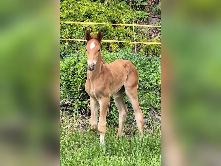 Oldenburger Hengst 1 Jahr 168 cm Fuchs in Drentwede