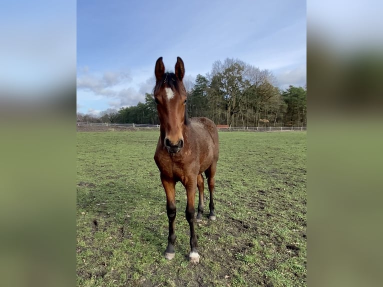 Oldenburger Hengst 1 Jahr 169 cm Brauner in Nienburg (Weser)