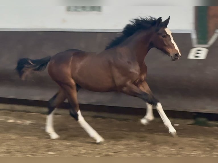 Oldenburger Hengst 1 Jahr 169 cm Dunkelbrauner in Bramsche