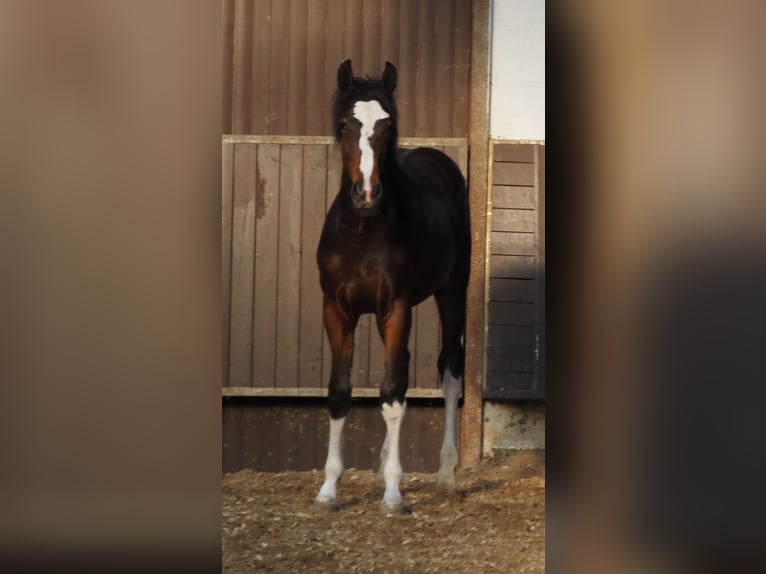 Oldenburger Hengst 1 Jahr 169 cm Dunkelbrauner in Bramsche