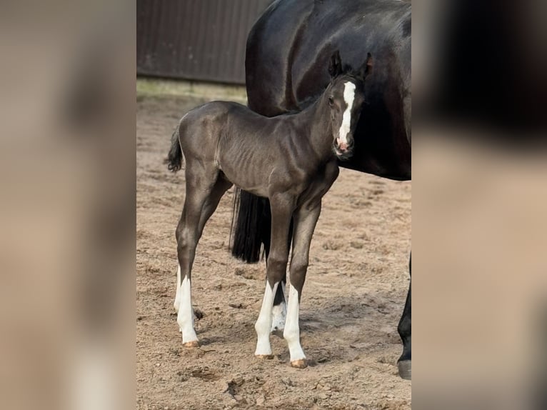 Oldenburger Hengst 1 Jahr 169 cm Rappe in Bramsche