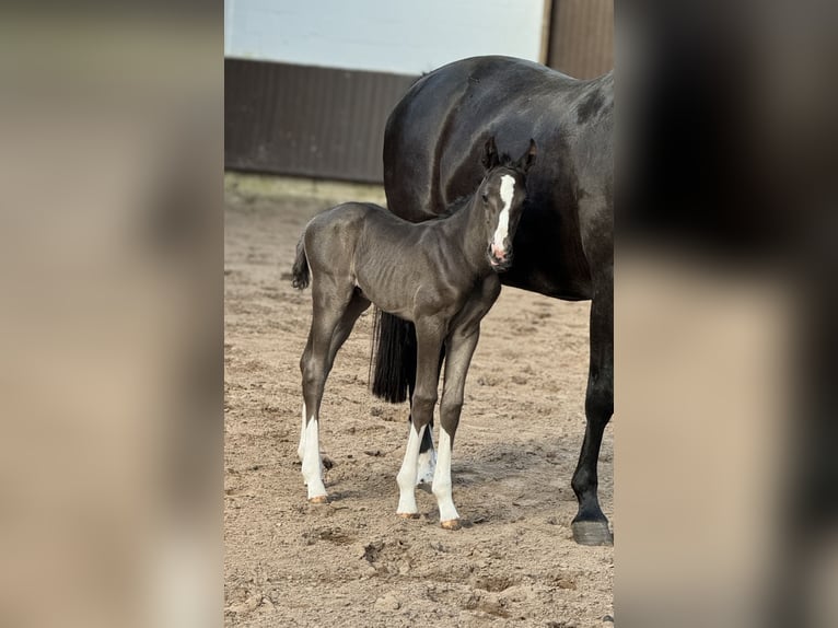 Oldenburger Hengst 1 Jahr 169 cm Rappe in Bramsche