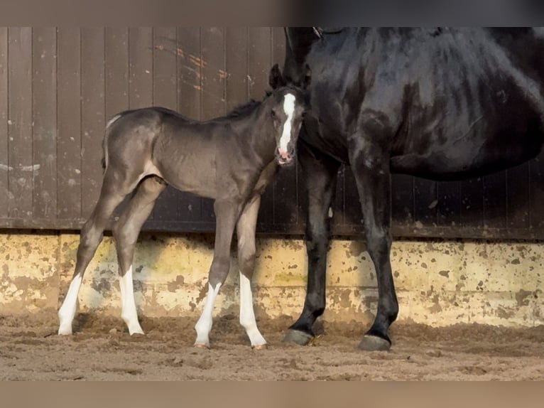 Oldenburger Hengst 1 Jahr 169 cm Rappe in Bramsche