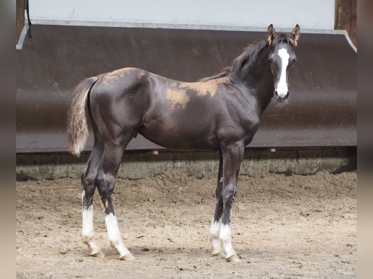 Oldenburger Hengst 1 Jahr 169 cm Schwarzbrauner in Bramsche