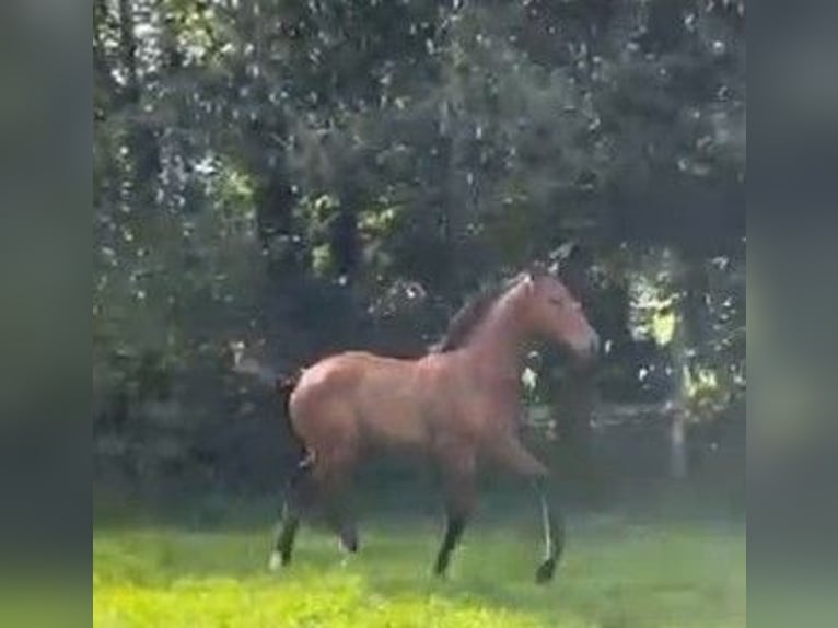 Oldenburger Hengst 1 Jahr 170 cm Brauner in Hittbergen