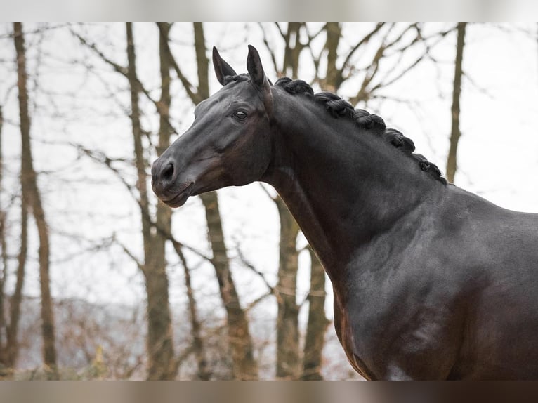 Oldenburger Hengst 1 Jahr 170 cm Dunkelbrauner in Rosdorf