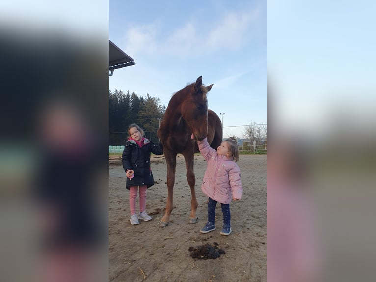 Oldenburger Hengst 1 Jahr 170 cm Dunkelfuchs in Schwabm&#xFC;nchen