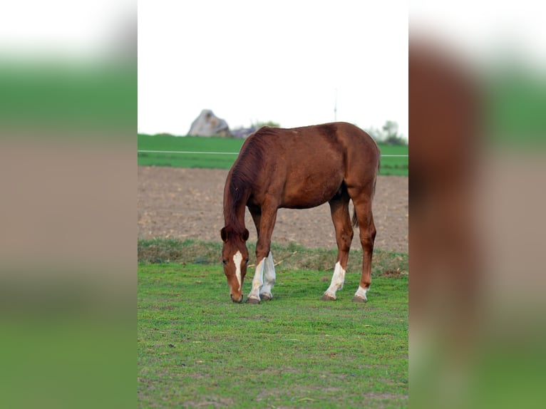 Oldenburger Hengst 1 Jahr 170 cm Fuchs in Radziejów