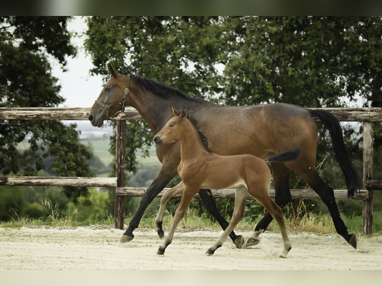 Oldenburger Hengst 1 Jahr 172 cm Brauner in Westouter