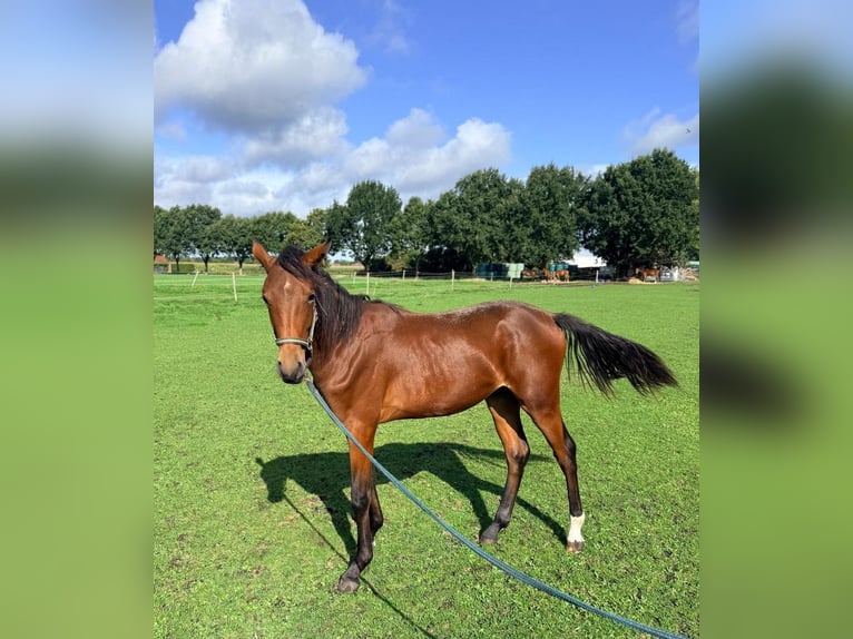 Oldenburger Hengst 1 Jahr 172 cm Brauner in Großheide