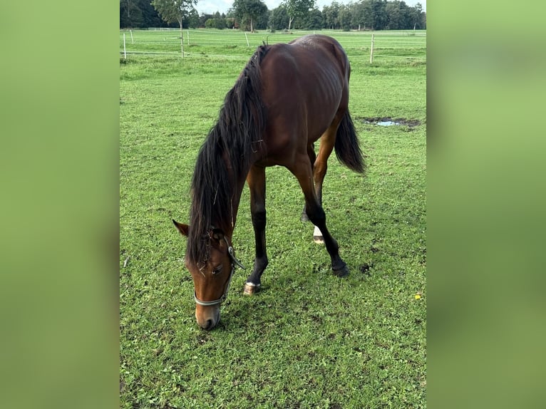 Oldenburger Hengst 1 Jahr 172 cm Brauner in Großheide