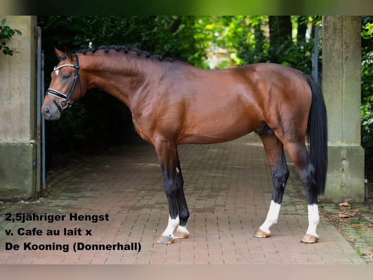 Oldenburger Hengst 1 Jahr 172 cm Rappe in Bramsche