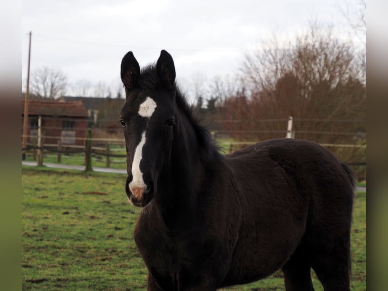 Oldenburger Hengst 1 Jahr 172 cm Rappe in Bramsche