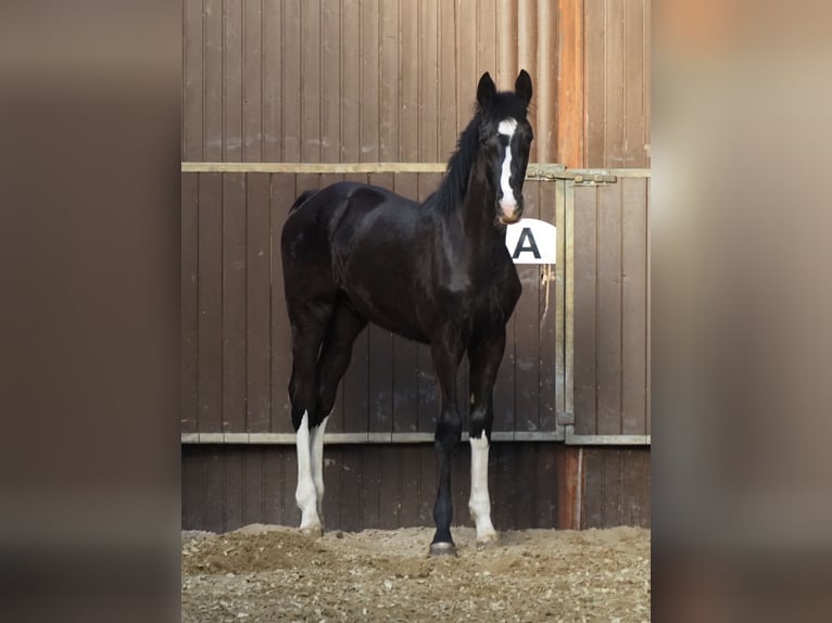 Oldenburger Hengst 1 Jahr 172 cm Rappe in Bramsche