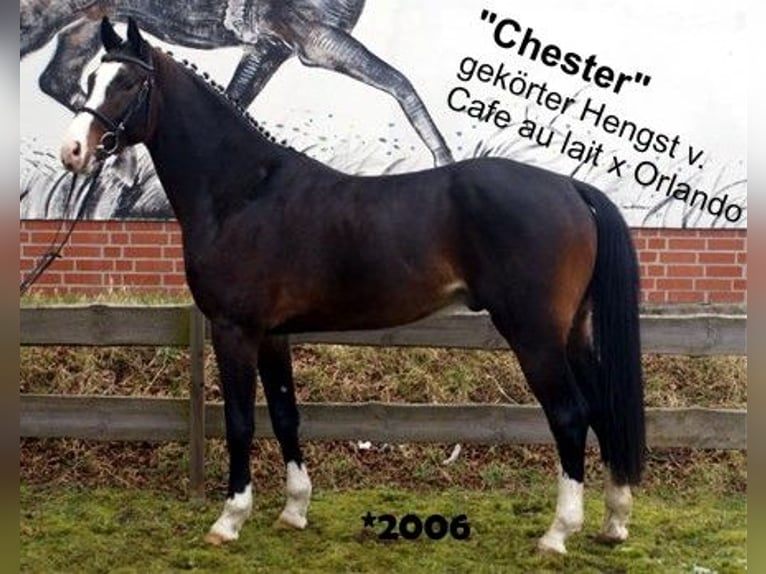 Oldenburger Hengst 1 Jahr 172 cm Rappe in Bramsche