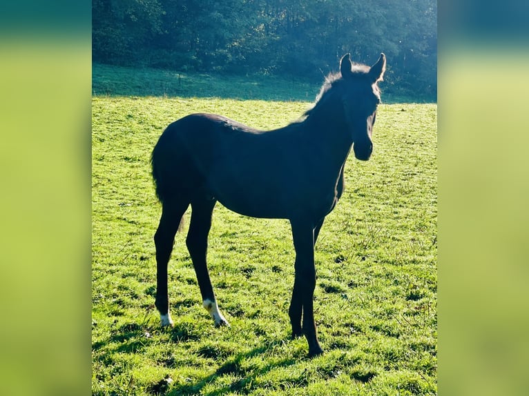 Oldenburger Hengst 1 Jahr 172 cm Rappe in Lahr/Schwarzwald