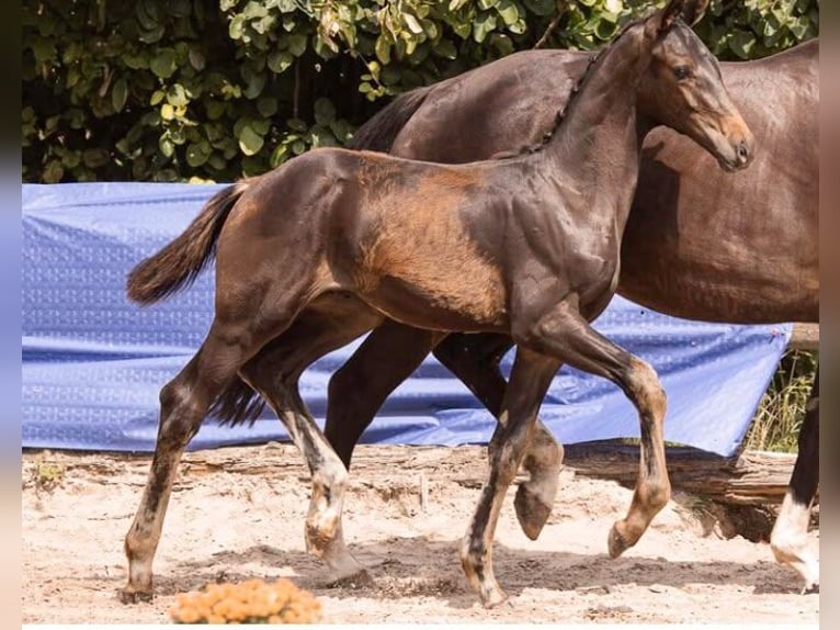 Oldenburger Hengst 1 Jahr 172 cm Schwarzbrauner in Herzlake