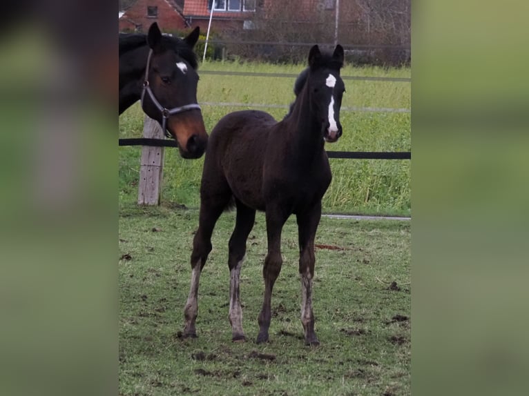 Oldenburger Hengst 1 Jahr 173 cm Rappe in Bramsche