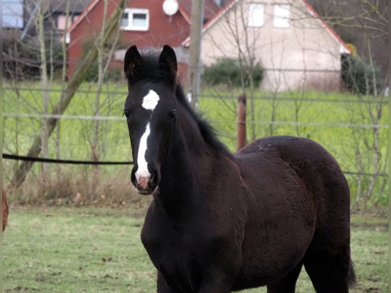 Oldenburger Hengst 1 Jahr 173 cm Rappe in Bramsche