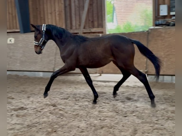 Oldenburger Hengst 1 Jahr 174 cm Brauner in Hermannsburg