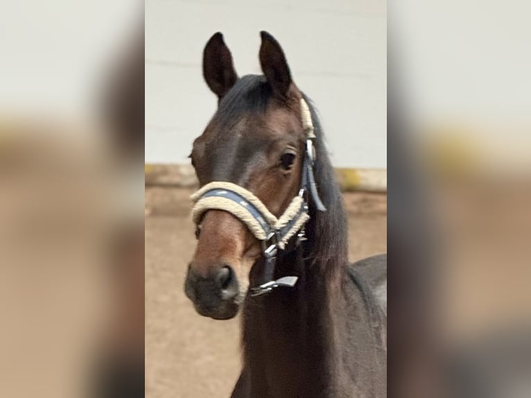 Oldenburger Hengst 1 Jahr 174 cm Brauner in Hermannsburg