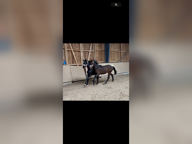 Oldenburger Hengst 1 Jahr 174 cm Brauner in Hermannsburg