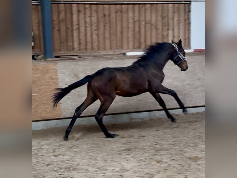 Oldenburger Hengst 1 Jahr 174 cm Brauner in Hermannsburg
