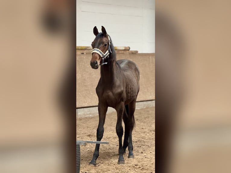 Oldenburger Hengst 1 Jahr 174 cm Brauner in Hermannsburg