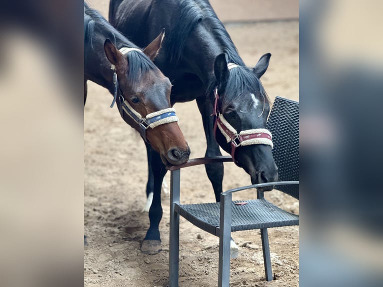 Oldenburger Hengst 1 Jahr 174 cm Brauner in Hermannsburg