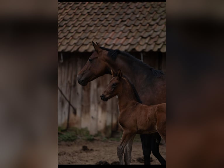 Oldenburger Hengst 1 Jahr 174 cm Brauner in Wedemark