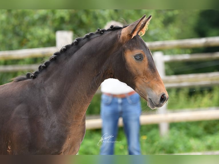Oldenburger Hengst 1 Jahr 175 cm Brauner in Königswinter