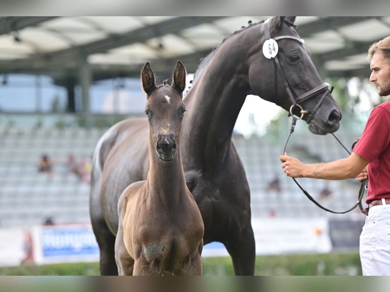 Oldenburger Hengst 1 Jahr 175 cm Rappe in Löwenberger Land