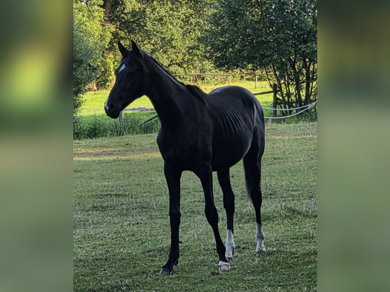 Oldenburger Hengst 1 Jahr 175 cm Schwarzbrauner in Bleckede