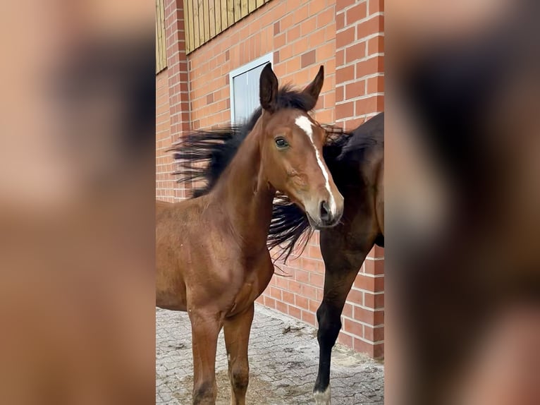 Oldenburger Hengst 1 Jahr Brauner in Lastrup