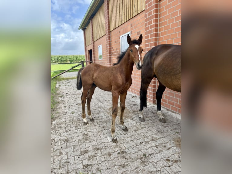 Oldenburger Hengst 1 Jahr Brauner in Lastrup