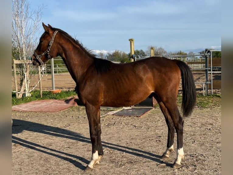 Oldenburger Hengst 1 Jahr Brauner in Oeversee