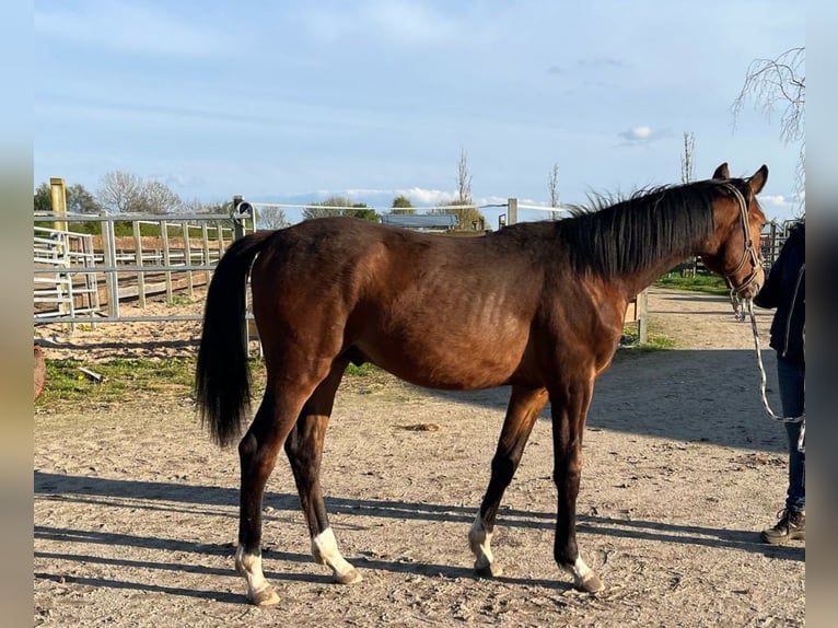 Oldenburger Hengst 1 Jahr Brauner in Oeversee