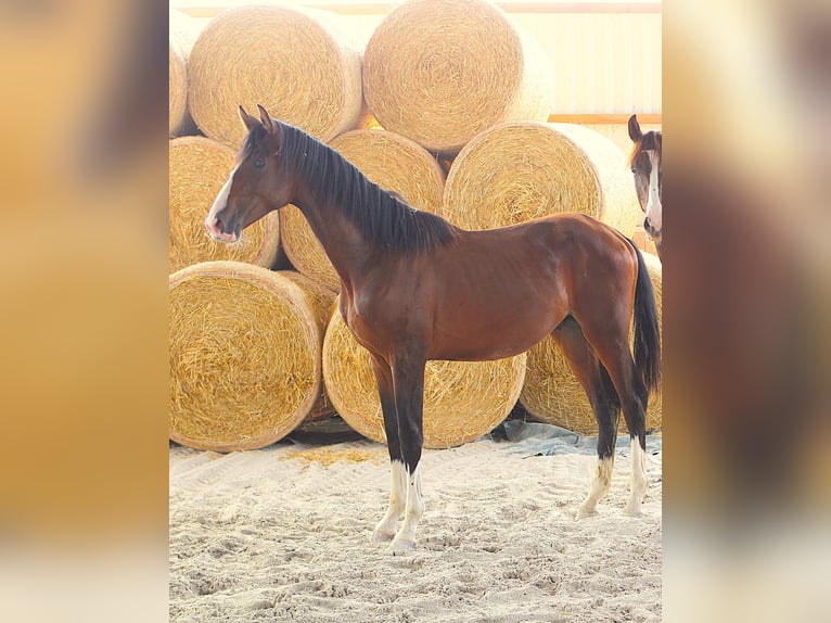 Oldenburger Hengst 1 Jahr Brauner in Feldatal