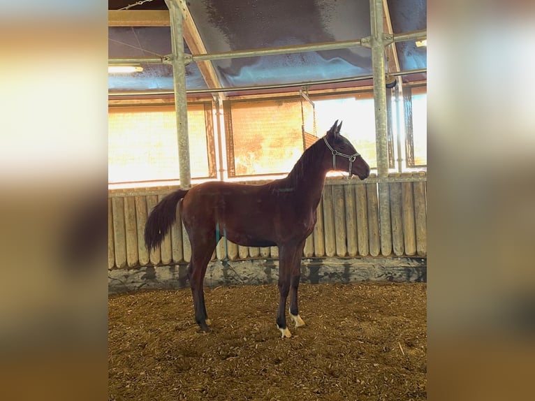 Oldenburger Hengst 1 Jahr Brauner in Überlingen