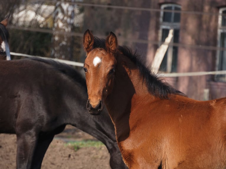 Oldenburger Hengst 1 Jahr Brauner in Alfhausen
