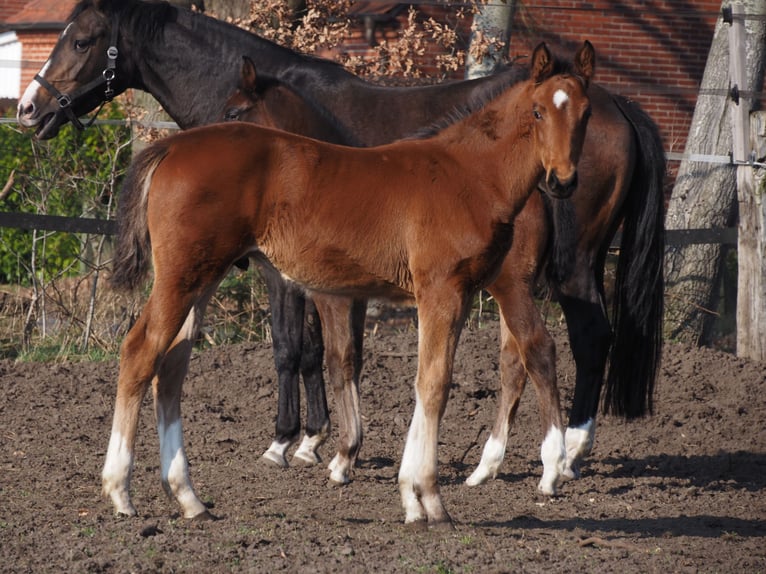 Oldenburger Hengst 1 Jahr Brauner in Alfhausen