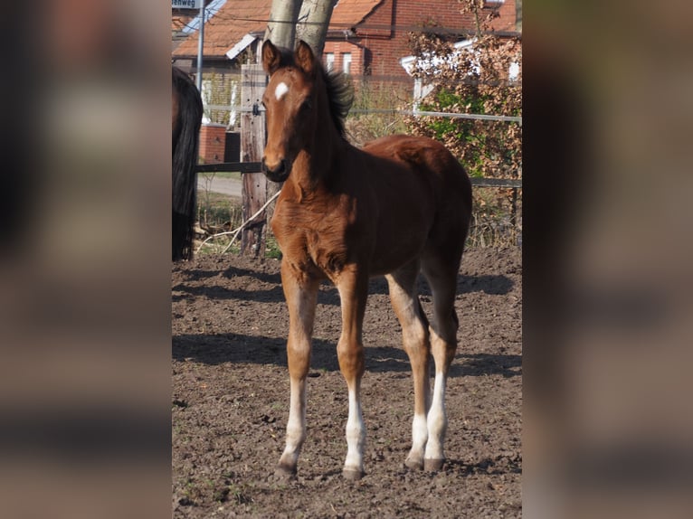 Oldenburger Hengst 1 Jahr Brauner in Alfhausen