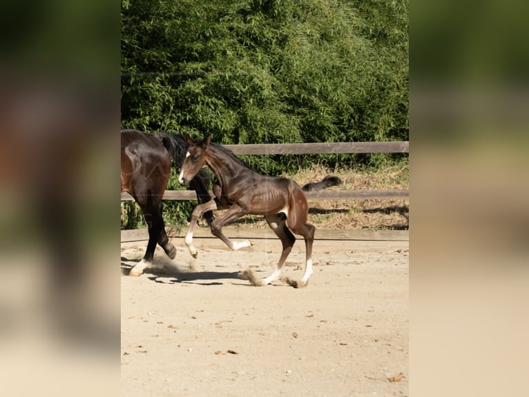 Oldenburger Hengst 1 Jahr  in Pirching an der Raab