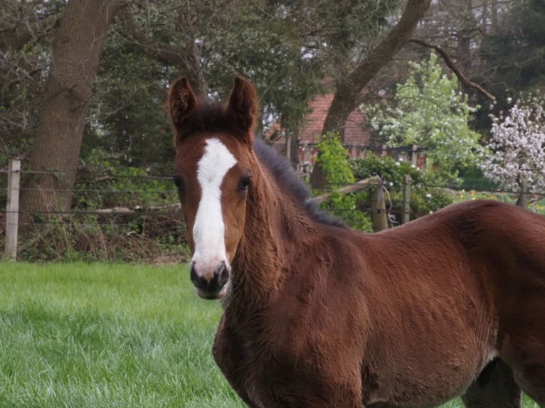 Oldenburger Hengst 1 Jahr in Bramsche
