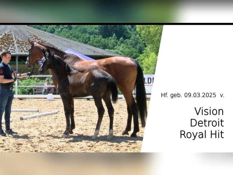 Oldenburger Hengst 1 Jahr Dunkelbrauner in Herbstein