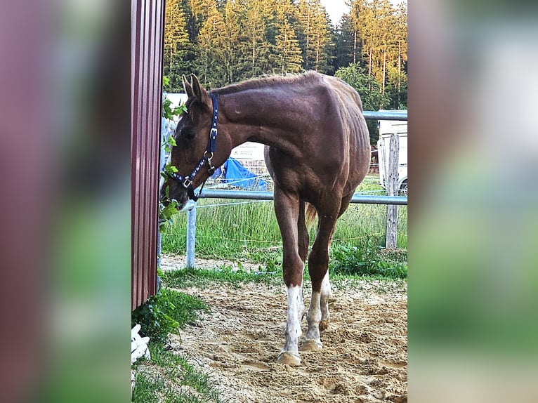 Oldenburger Hengst 1 Jahr Dunkelfuchs in Isny im Allgäu