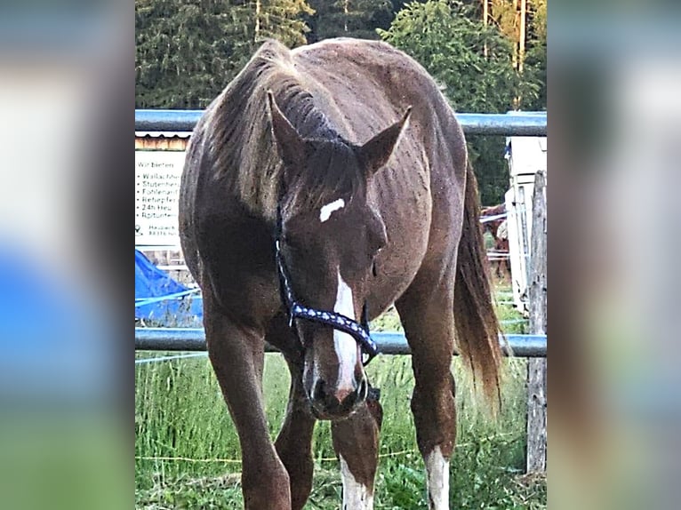 Oldenburger Hengst 1 Jahr Dunkelfuchs in Isny im Allgäu