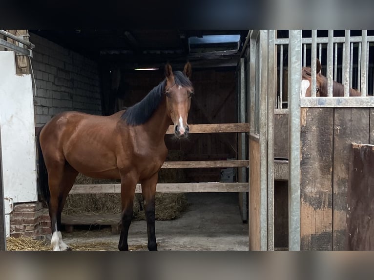 Oldenburger Hengst 1 Jahr in Rotenburg (W&#xFC;mme)